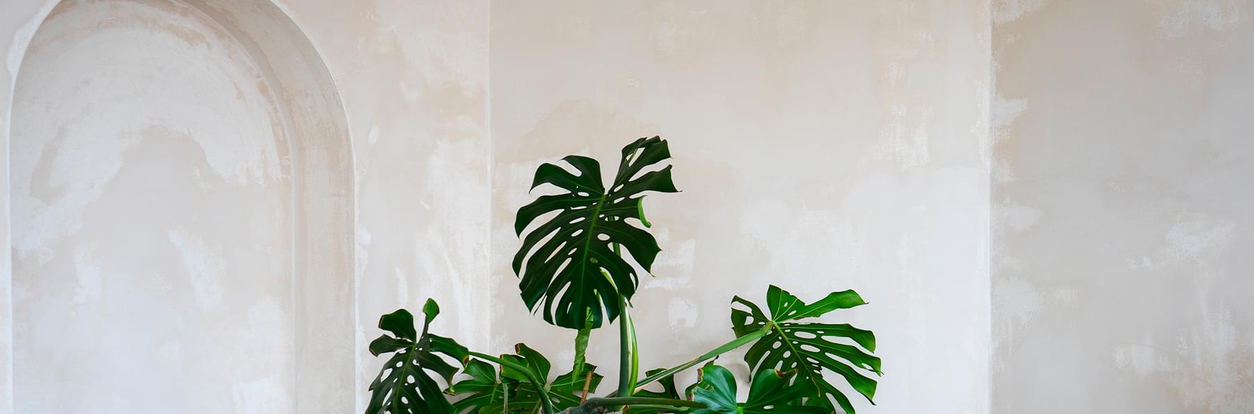 Декоративные штукатурки и краски